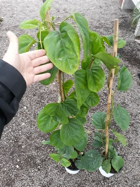 PLANTA DE MARACUYÁ CÓMO SEMBRAR CUIDADOS Y PODA