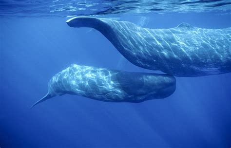 Sperm Whales Underwater