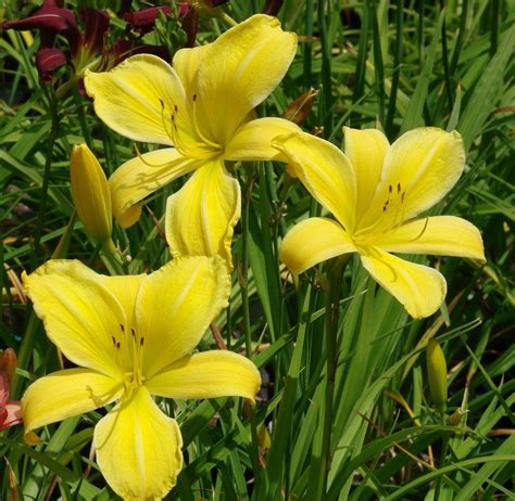 Daylily Hemerocallis Big Bird In The Daylilies Database