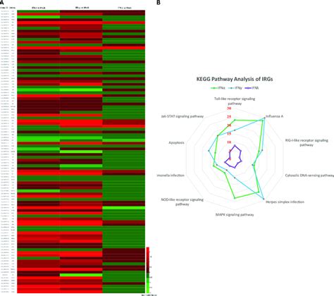 Statistical Analysis Of Immune Related Genes IRGs Based On