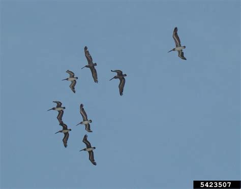 brown pelican (Pelecanus occidentalis)