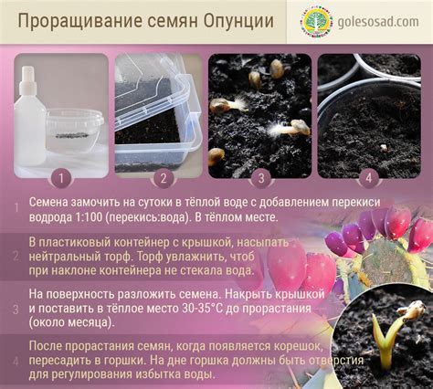 Опунция, плодовый кактус (Семена 2023г. Цена за 5шт) — Лесосад