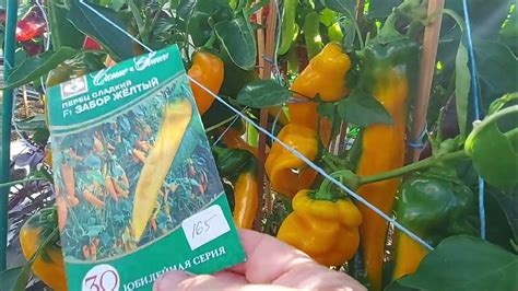 Обзор сладких перцев- Забор F1(красный, желтый), Корно ди Торо( красный ...