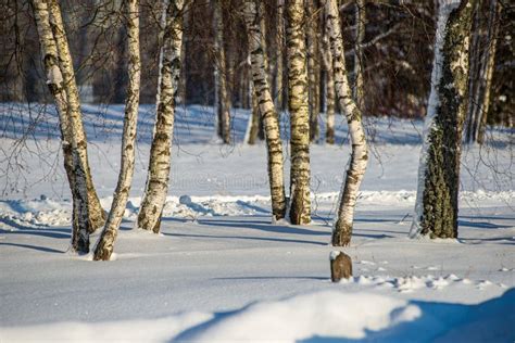 Frost Snowy Forest Trees In Sunny Day In Winter Stock Image Image Of