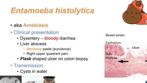 Entamoeba Histolytica Anchovy Paste