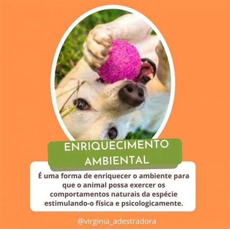 A importância do enriquecimento ambiental para os pets Adestramento e