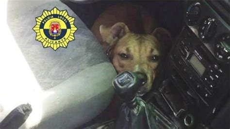 Denuncian A Un Hombre Por Encerrar A Su Perro En Un Coche A Grados