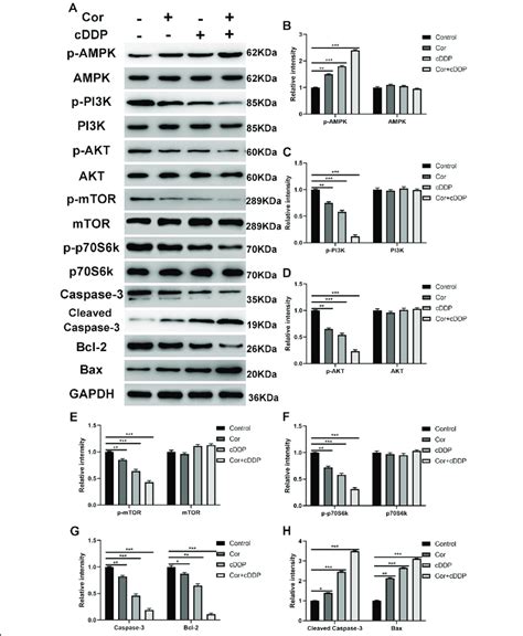 Cordycepin Cddp And The Combination Of The Two Inhibit The Pi3k Akt