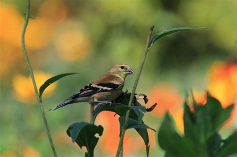Baby Goldfinches - Leslie Abram Photography