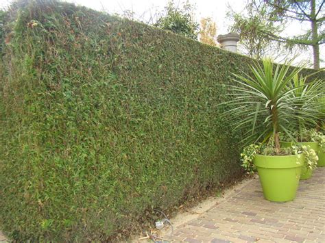 Туя: посадка и уход, подкормка, мульчирование