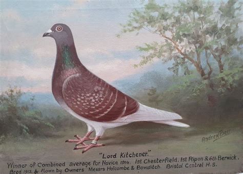 Andrew Beer Pigeon Lord Kitchener British Sporting Art