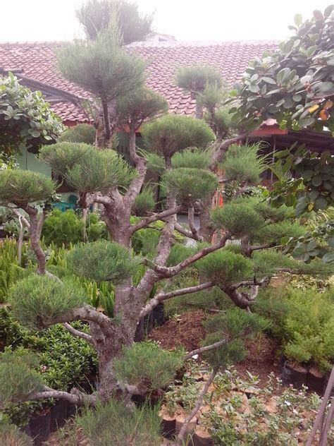 tips merawat tanaman bonsai habiban plants