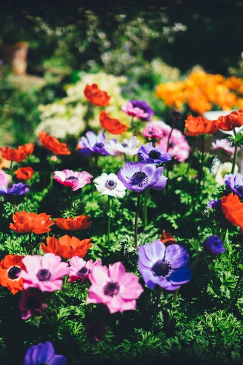 How Long Does It Take Carrots To Germinate? - All That Grows