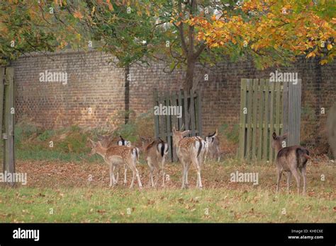 Fallow Deer Bushy Park Stock Photo Alamy