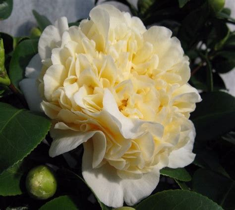 Jurys Yellow Camellia New Life Nursery