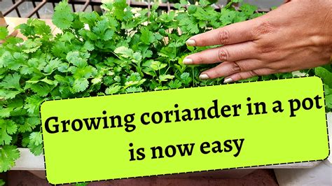 growing coriander  seeds  home  ben birtwistle blog
