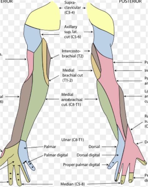 Nerve Innovations Of The Hand Diagram Quizlet