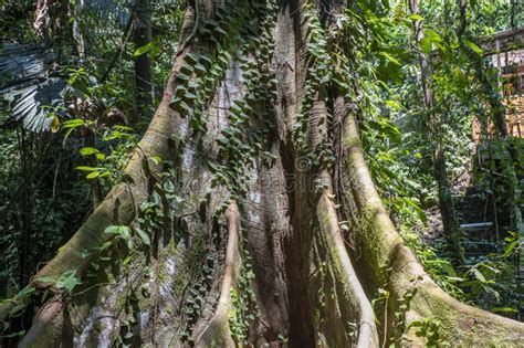 Rain Forest Tree Rots Branches With Lush Green Environment Around Stock