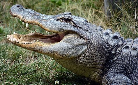 American Alligator Facts: Animals of North America - WorldAtlas