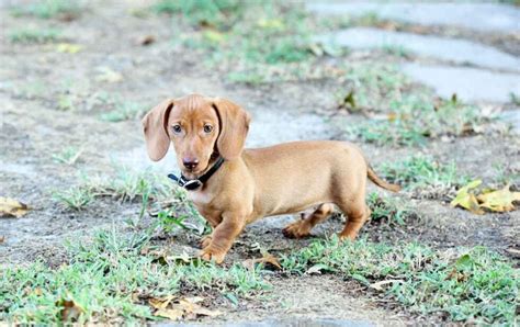 Understanding The Basics Of Dachshund Potty Training