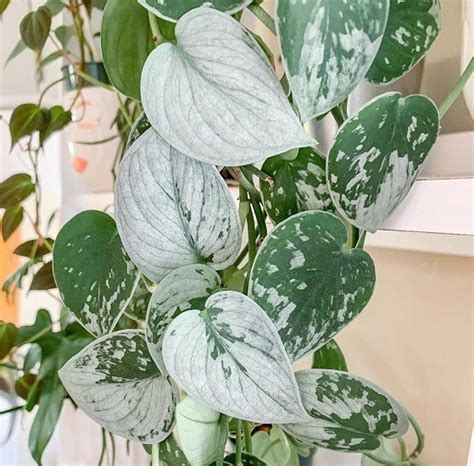 Сциндапсус Сильвер Энн: описание сорта, характеристики, особенности ...