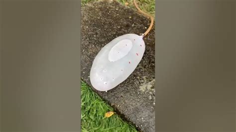 Надуваем антистресс Гусеница 🐛😁😁 #антистресс #игрушка #гусеница #toys # ...