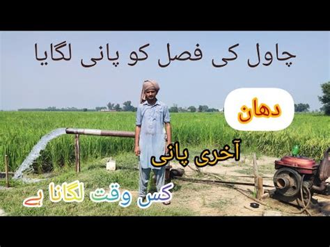 Aj Chawal Ki Fasal Ko Pani Lagaya YouTube