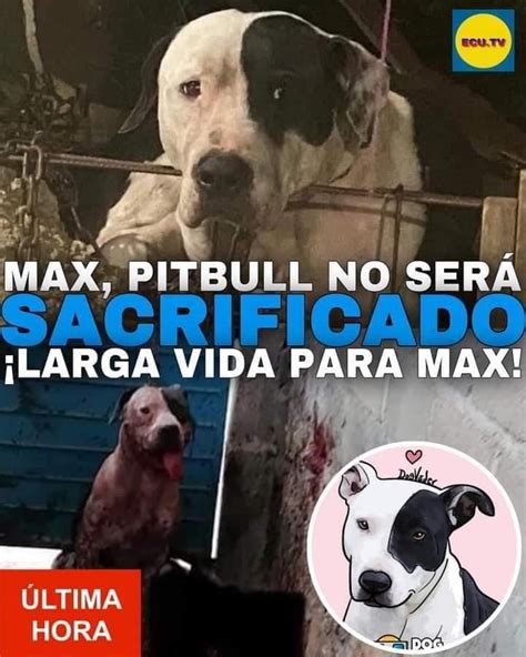 Graphic Content Max The Hero Of Copoya Defended His House From A