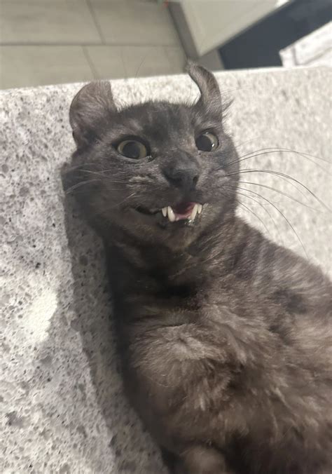 Ms Gay Cat On Twitter Rt Meevin Pov Ur Chillin With Meevin