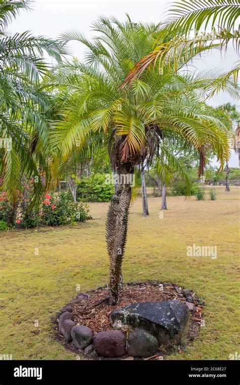 Palmera Datilera Pigmea Fotograf As E Im Genes De Alta Resoluci N Alamy