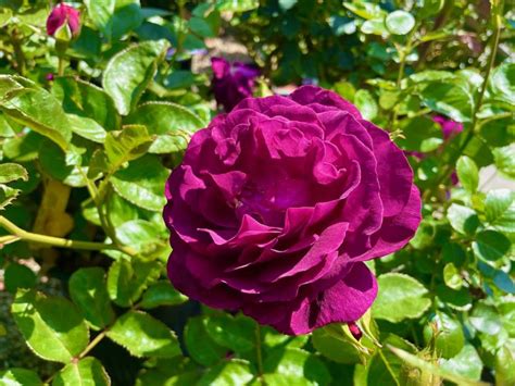 Rosa 'Twilight Zone' | Online Flower Garden