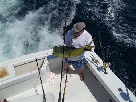 Outer Banks Fishing Charter Dolphin And Catch And Release Of A Blue Marlin