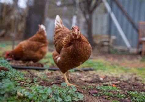 Sex Link Autosexing Chickens No More Surprise Roosters