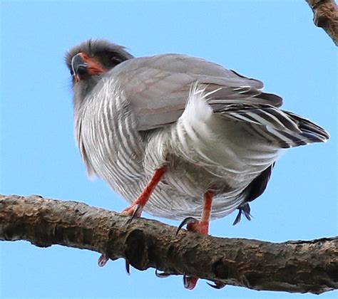 gabar-goshawk – BirdLife eThekwini KZN