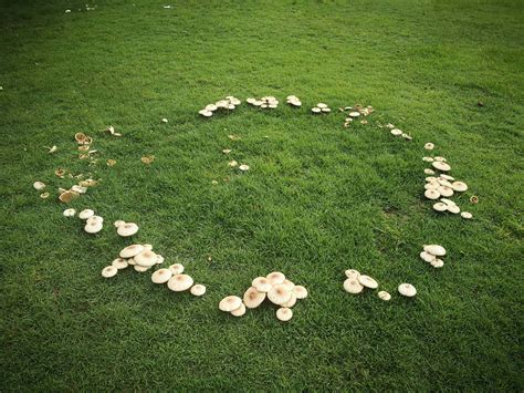 I Found A Fairy Ring Mycology