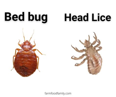 15 Bugs That Look Like Bed Bugs But Arent With Pictures