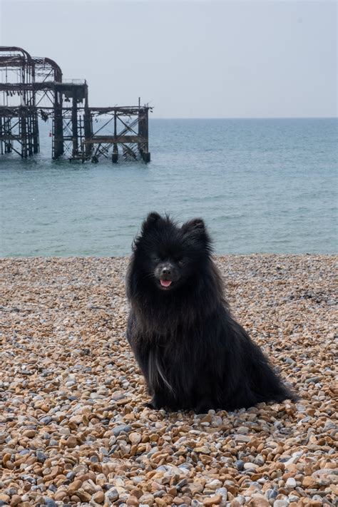 A Dog-Friendly Travel Guide To Brighton — A Considered Life