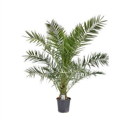 Финиковая пальма «phoenix canariensis» (высота 170см) купить с ...