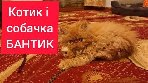 Персидський котик грається з мякою іграшкою - YouTube