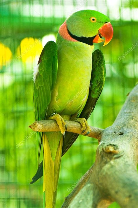 Colourful Parrot Bird Sitting On The Perch Stock Photo Elnur