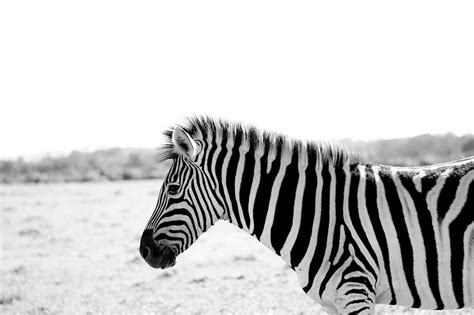 Zebra Africa Nature Free Photo On Pixabay Pixabay