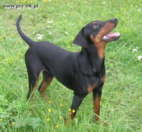 ŚWIAT PSÓW: pinczery średnie :>