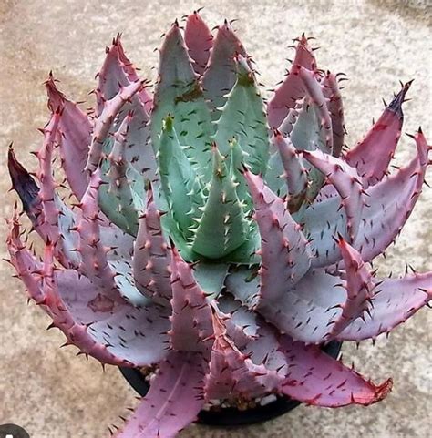 Aloe Peglerae Etsy