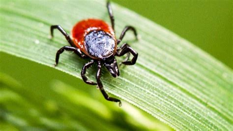 Rare But Serious Complication Of Lyme Disease Can Attack The Heart