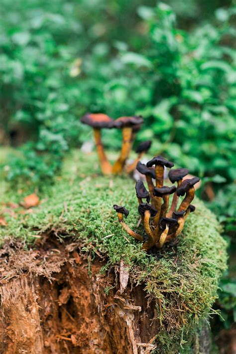 "Macro Photography Of Mushrooms In The Forest" by Stocksy Contributor ...