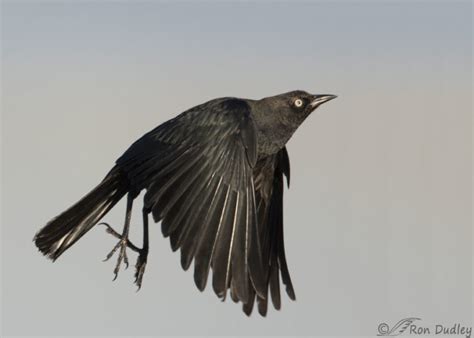 Male Brewers Blackbird In Flight Feathered Photography