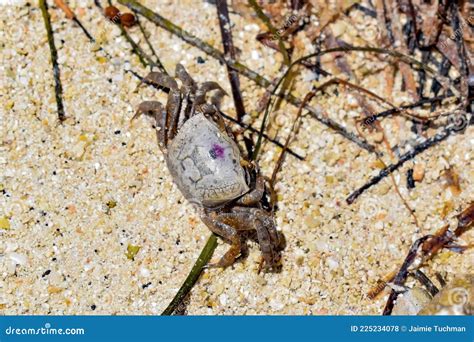 Sand Fiddler Crab Aka Uca Pugilato Stock Photo Image Of Land Nature