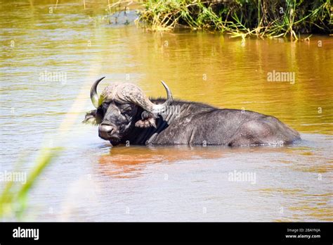 African Water Buffalo Hi Res Stock Photography And Images Alamy