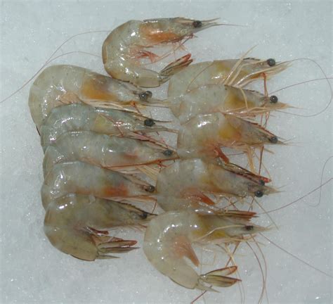 Vannamei Prawns Marine Foods In Hyderabad Hyderabad Leela Sea Foods