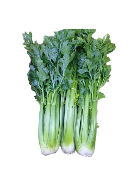Cần Tây - Rau sạch - Hữu cơ Việt Tâm